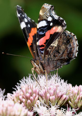 Red Admiral, Vanessa atalanta