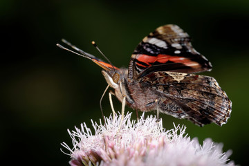 Red Admiral, Vanessa atalanta