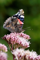Red Admiral, Vanessa atalanta
