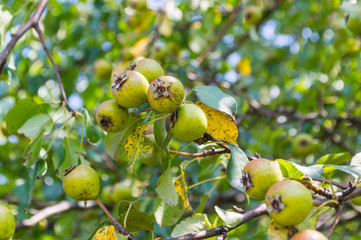 Small pear fruits in a fruit garden