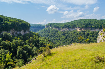 Fototapeta premium Green forest in mountain