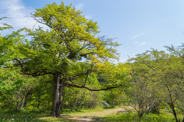Green tree stands near trails