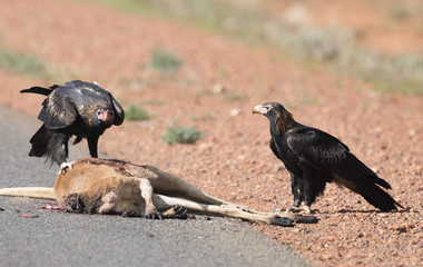 wedge tail eagle feeding on kangaroo road kill.
