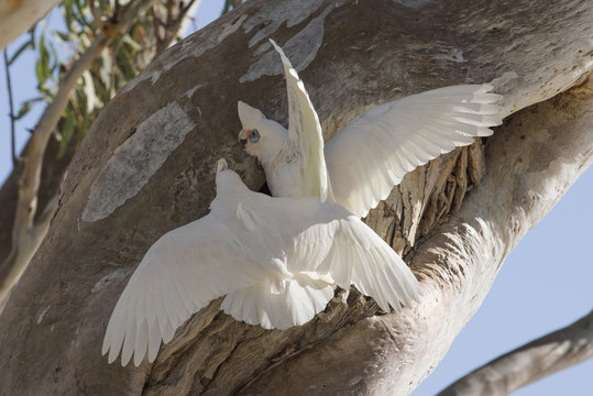 Cooper creek  South Australia little corellas at nest in gum tree.