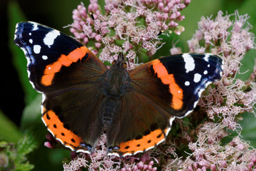 Red Admiral, Vanessa atalanta