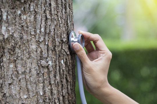 woman hand listens to a tree with a stethoscope, concept love th