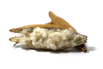 Obraz premium Kapok, Ceiba pentandra or White silk cotton tree( Ceiba pentandra (L.) Gaertn. Wong) Bombacaceae. kapok seeds with white fiber for making pillow isolated on white background