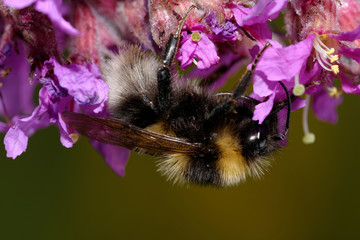 Bumblebee, Bombus