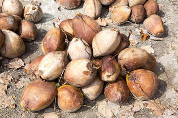 harvested coconuts on a pile, Nusa Penida -Bali, Indonesia
