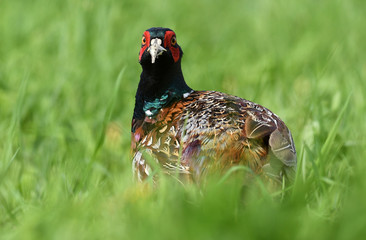 Ringneck Pheasant (Phasianus colchicus)