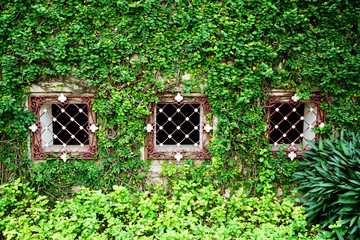 window creeping plant