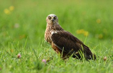 Marsh harrier (Circus aeruginosus) - male