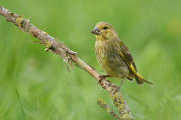 Fototapeta premium Yellowhammer (Emberiza citrinella)