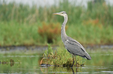 grey heron