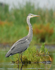 grey heron