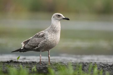 Gull