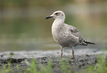 Gull