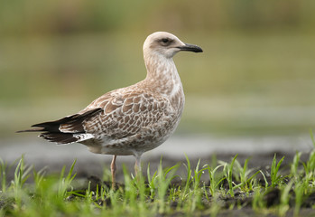 Gull