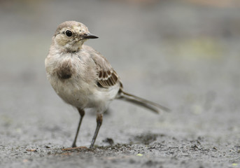 White Wagtail (Motacilla alba)