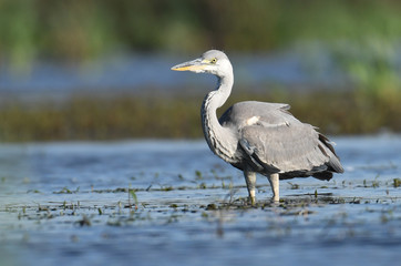 Grey heron (Ardea cinerea)
