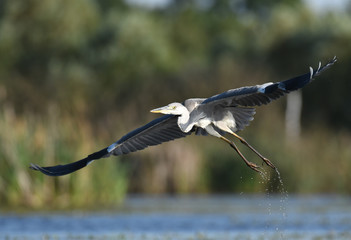 Grey heron (Ardea cinerea)