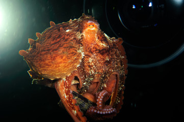 Octopus in the light of underwater camera.
