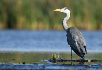 Grey heron (Ardea cinerea)
