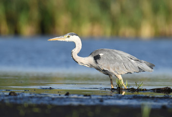 Grey heron (Ardea cinerea)