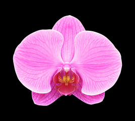 Naklejka na ściany i meble Pink orchid flower isolated on black background