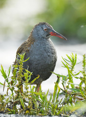 Water Rail - Rallus aquaticus