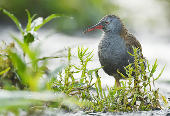 Water Rail - Rallus aquaticus