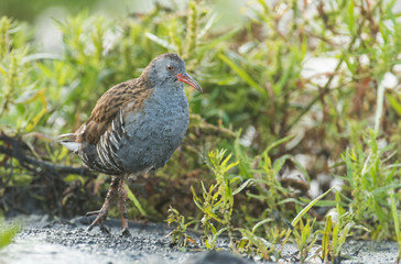 Water Rail - Rallus aquaticus