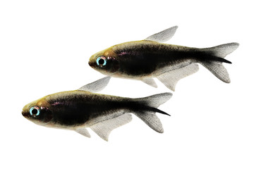 black emperor tetra Nematobrycon amphiloxus tropical aquarium fish neon tetra