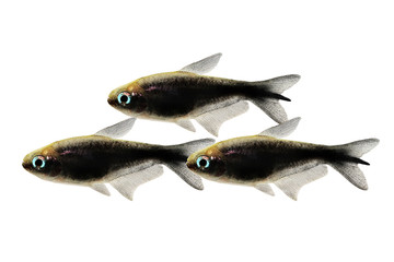 black emperor tetra Nematobrycon amphiloxus tropical aquarium fish neon tetra