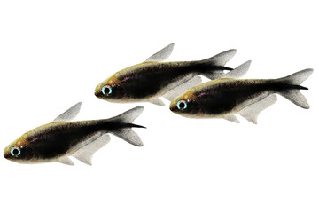 black emperor tetra Nematobrycon amphiloxus tropical aquarium fish neon tetra