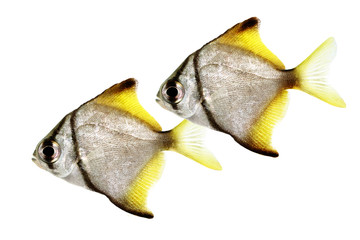 silver moonfish Monodactylus argenteus Aquarium fish Malayan angel isolated