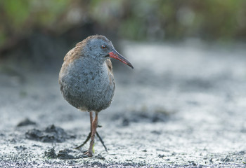 Water Rail - Rallus aquaticus
