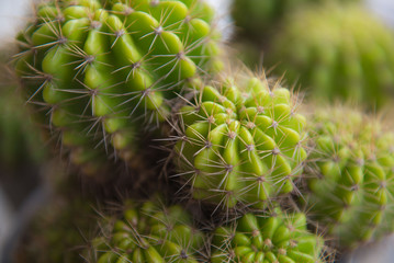 green flora Cactus in the garden. Closeup.outdoor