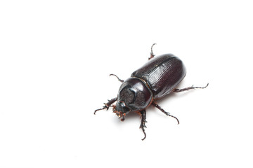 Rhinoceros beetle isolated on white background