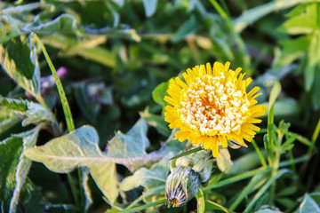 Yellow flower covered with snow