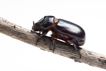 Rhinoceros beetle on branches