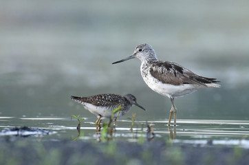 Common greenshank