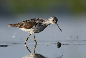 Common greenshank