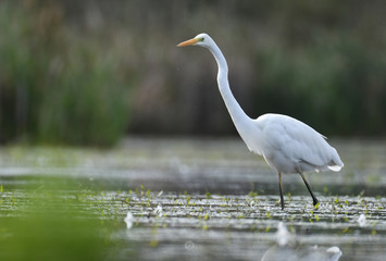 Great white egret (Egretta alba)