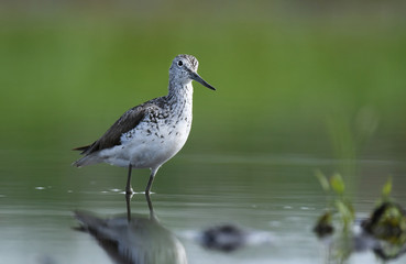 Common greenshank