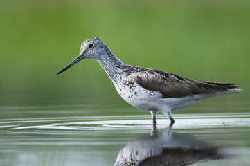 Common greenshank