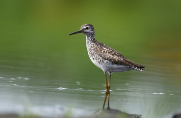 Wood Sandpiper (Tringa glareola)