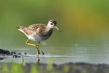 Wood Sandpiper (Tringa glareola)