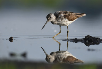 Wood Sandpiper (Tringa glareola)