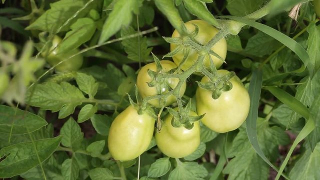 Зелёные помидоры созревают на ветке
